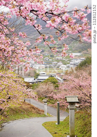 青海神社~白峯寺の参道の河津桜【香川県坂出市青海町】2 青海神社~白峯寺の参道の河津桜【香川県坂出市青海町】2 112812152