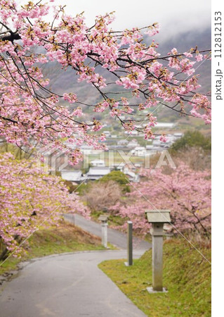 青海神社~白峯寺の参道の河津桜【香川県坂出市青海町】3 青海神社~白峯寺の参道の河津桜【香川県坂出市青海町】3 112812153