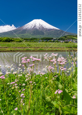 《山梨県》初夏大冠雪の富士山・新緑の富士吉田農村公園の田園風景 112812212