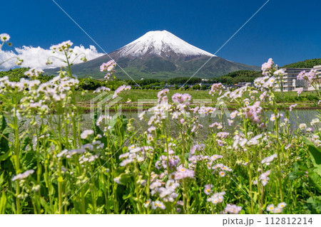 《山梨県》初夏大冠雪の富士山・新緑の富士吉田農村公園の田園風景 112812214