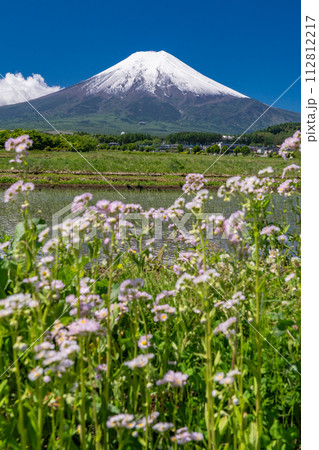 《山梨県》初夏大冠雪の富士山・新緑の富士吉田農村公園の田園風景 112812217