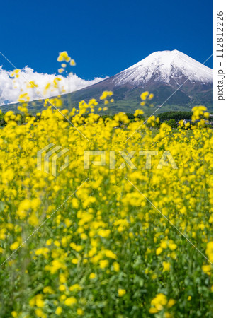 《山梨県》初夏大冠雪の富士山と菜の花畑・富士吉田農村公園 112812226