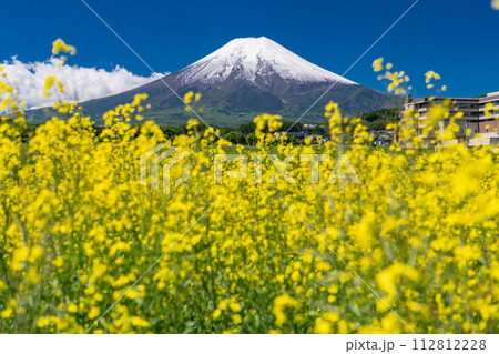 《山梨県》初夏大冠雪の富士山と菜の花畑・富士吉田農村公園 112812228