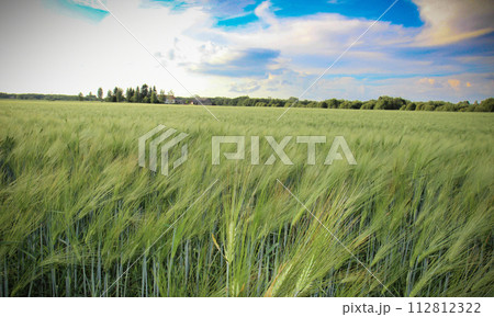 Green wheat ears in field 112812322