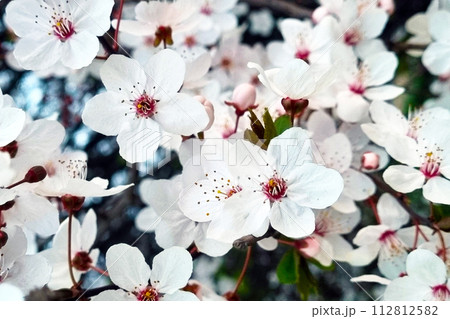 Cluster of White Flowers Blooming on Tree 112812582