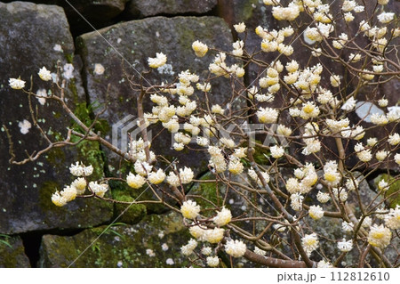 満開のミツマタ　千葉 112812610