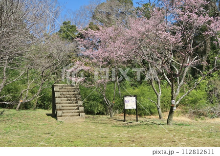 カンザクラと訓練用の12階段　千葉 112812611