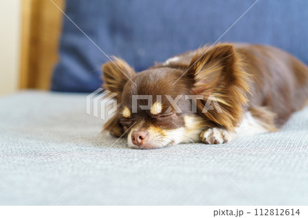 ソファーの上で眠るチワワ 112812614