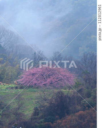 吉津の河津桜in2024【香川県三豊市三野町吉津】4 112812961