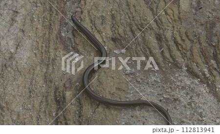 Slow-Motion Overhead View of Snake Slithering on a Rock Slow-Motion Overhead View of Snake Slithering on a Rock 112813941