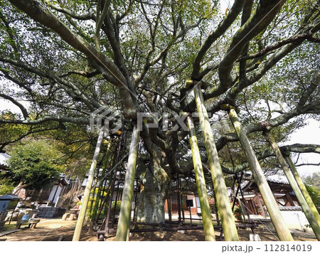 長徳寺のモッコク【香川県丸亀市本島】5 長徳寺のモッコク【香川県丸亀市本島】5 112814019