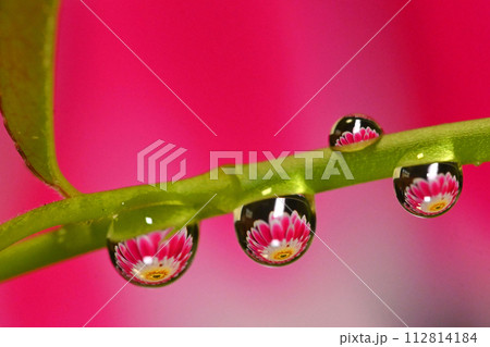 雫の中の花 112814184