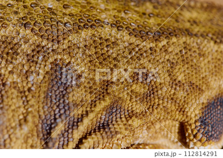 Close-up Portrait of Bearded Dragon (Pogona Vitticeps) with Vibrant Yellow Textured Scales Close-up Portrait of Bearded Dragon (Pogona Vitticeps) with Vibrant Yellow Textured Scales 112814291