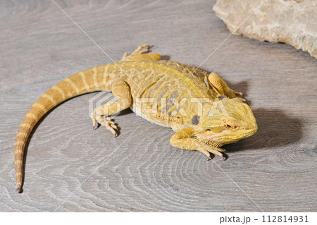 Bearded Dragon: A Close-Up Look at This Amazing Lizard 112814931