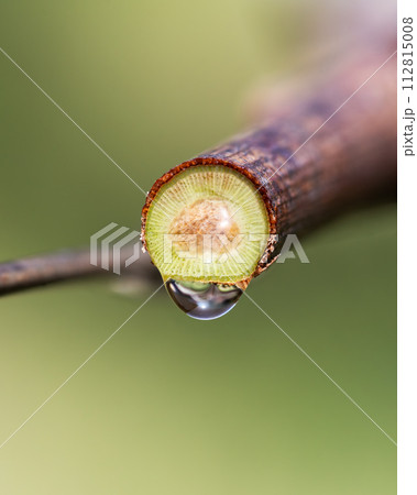 Drops of sap on vine branches in spring. Agriculture. 112815008