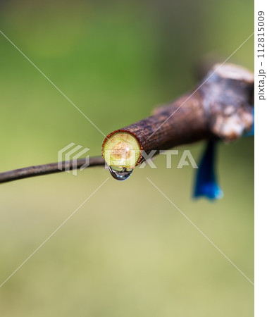Drops of sap on vine branches in spring. Agriculture. 112815009