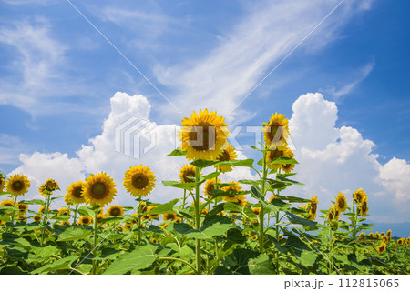 《夏素材・夏イメージ》ひまわりと夏空 112815065