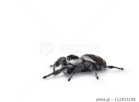 Jumping spider on white background 112815298