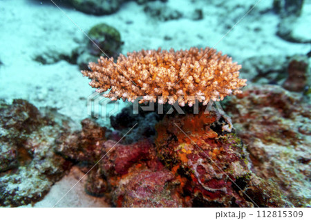 Coral Reef and Tropical Fish on Maldives island. Tropical and coral sea wildelife. Beautiful underwater world. Underwater photography. 112815309