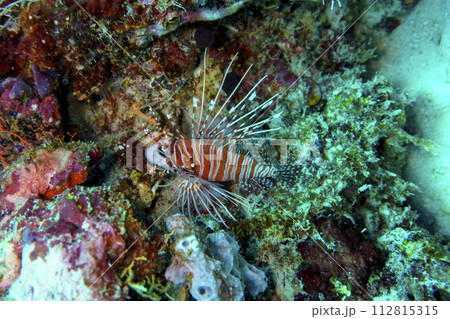 Lionfish (Pterois mombasae). Scorpaenidae - beautiful and dangerous sea fish on Maldives island. Tropical and coral sea wildelife. Beautiful underwater world. Underwater photography. Lionfish (Pterois mombasae). Scorpaenidae - beautiful and dangerous sea fish on Maldives island. Tropical and coral sea wildelife. Beautiful underwater world. Underwater photography. 112815315