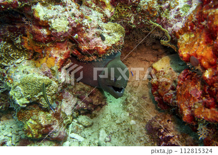 Moray Eel in the coral reef of Maldives island. Tropical and coral sea wildelife. Beautiful underwater world. Underwater photography. Moray Eel in the coral reef of Maldives island. Tropical and coral sea wildelife. Beautiful underwater world. Underwater photography. 112815324