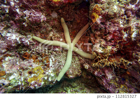 Starfish on Maldives island. Tropical and coral sea wildelife. Beautiful underwater world. Underwater photography. 112815327