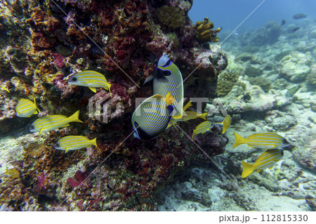 Emperor angelfish (Pomacanthus imperator) in the coral reef of Maldives island. Tropical and coral sea wildelife. Beautiful underwater world. Underwater photography. 112815330