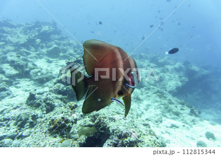Orbicular batfish (Platax orbicularis) in the coral reef of Maldives island. Tropical and coral sea wildelife. Beautiful underwater world. Underwater photography. 112815344