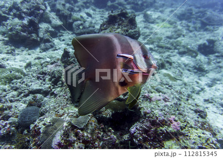 Orbicular batfish (Platax orbicularis) in the coral reef of Maldives island. Tropical and coral sea wildelife. Beautiful underwater world. Underwater photography. Orbicular batfish (Platax orbicularis) in the coral reef of Maldives island. Tropical and coral sea wildelife. Beautiful underwater world. Underwater photography. 112815345