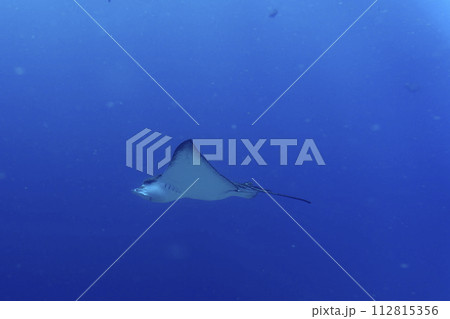 Spotted eagle ray in the coral reef of Maldives island. Tropical and coral sea wildelife. Beautiful underwater world. Underwater photography. 112815356