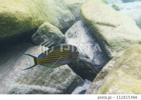 Blue banded surgeonfish (Acanthurus lineatus). Tropical and coral sea fish. Beautiful underwater world. Underwater photography. 112815366