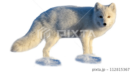 White arctic fox sitting isolated on white background White arctic fox sitting isolated on white background 112815367