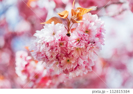 Sakura flowers, cherry blossom 112815384