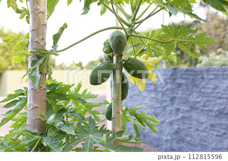 papaya tree with fruits papaya tree with fruits 112815596