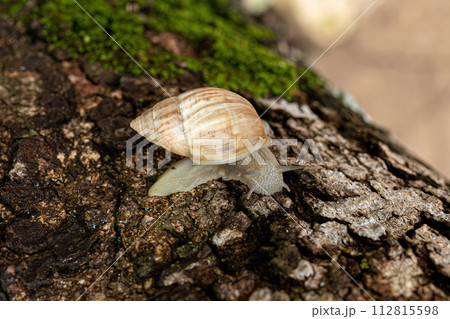 White Helicinan Snail White Helicinan Snail 112815598