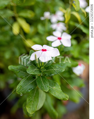 White Madagascar Periwinkle Flower White Madagascar Periwinkle Flower 112815606