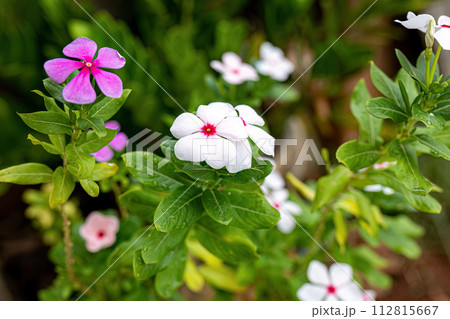 White and Pink Madagascar Periwinkle Flower 112815667