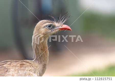 Red Legged Seriema Animal 112815751