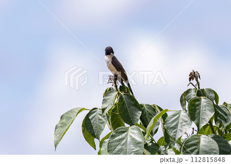 Fork tailed Flycatcher Bird Fork tailed Flycatcher Bird 112815848