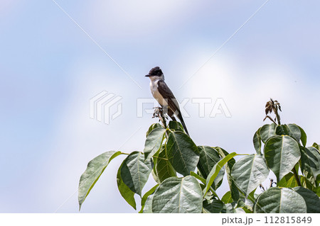 Fork tailed Flycatcher Bird Fork tailed Flycatcher Bird 112815849