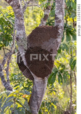 Termite Mound in a tree trunk Termite Mound in a tree trunk 112815861