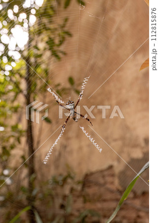 Adult Female Silver Garden Orbweaver Adult Female Silver Garden Orbweaver 112815876
