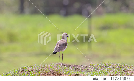 Adult Southern Lapwing Bird Adult Southern Lapwing Bird 112815878