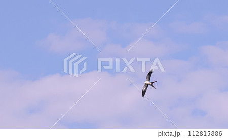 Swallow tailed Kite Bird 112815886