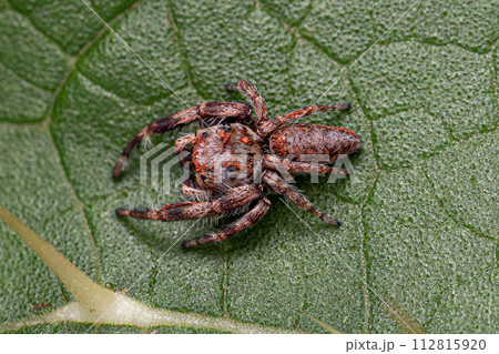 Small Jumping Spider 112815920
