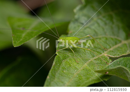 Leaf Katydid Nymph 112815930
