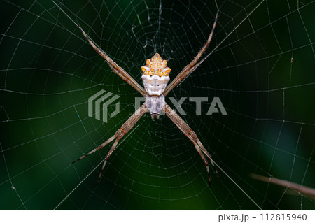 Adult Female Silver Garden Orbweaver 112815940