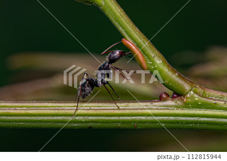 Carpenter Ant eating on the extrafloral nectary 112815944
