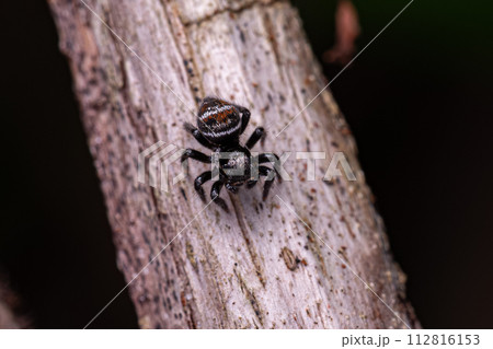 Small jumping spider 112816153