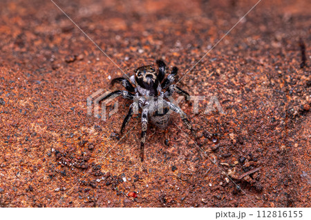 small jumping spider 112816155